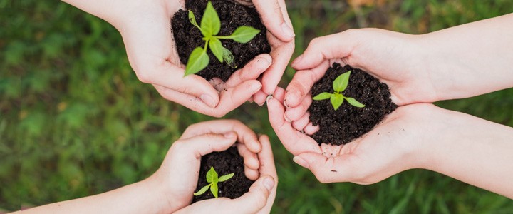 Fitorremediación, alternativa sustentable para recuperar suelos contaminados